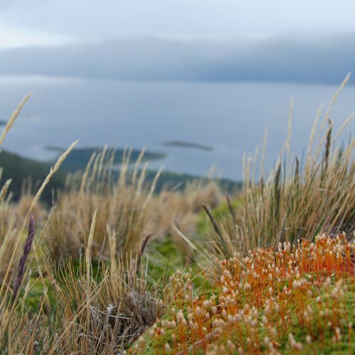 Naturaleza de Isla Navarino