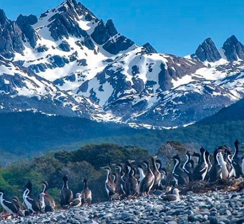 Grupo de pingüinos