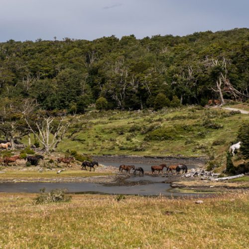 Paisaje Isla Navarino